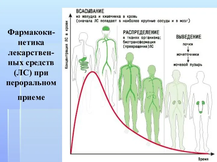 Фармакоки-нетика лекарствен-ных средств (ЛС) при пероральном приеме