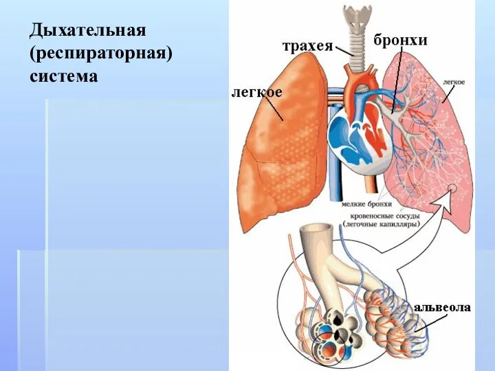 Дыхательная (респираторная) система