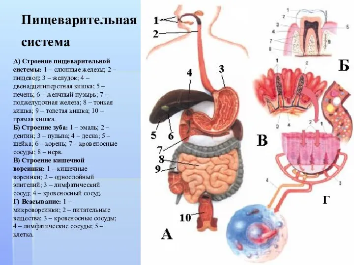 Пищеварительная система А) Строение пищеварительной системы: 1 – слюнные железы; 2