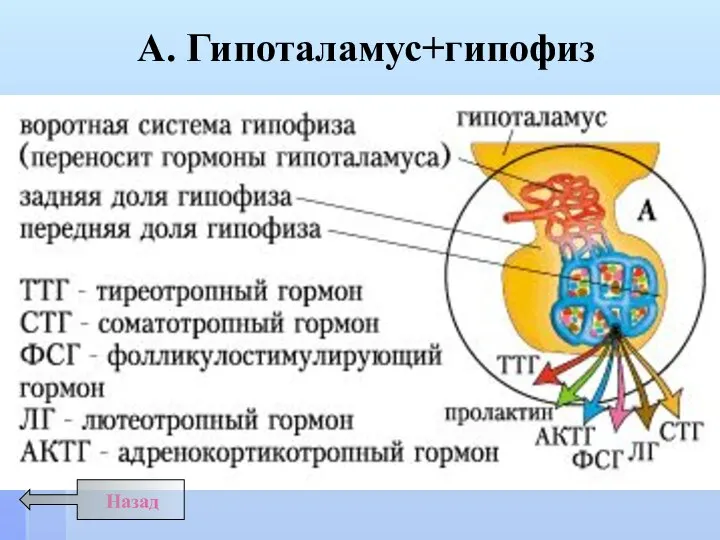 Назад А. Гипоталамус+гипофиз