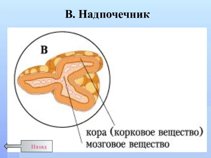 В. Надпочечник Назад