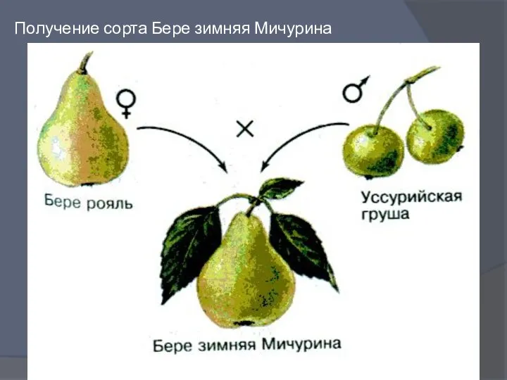 Получение сорта Бере зимняя Мичурина