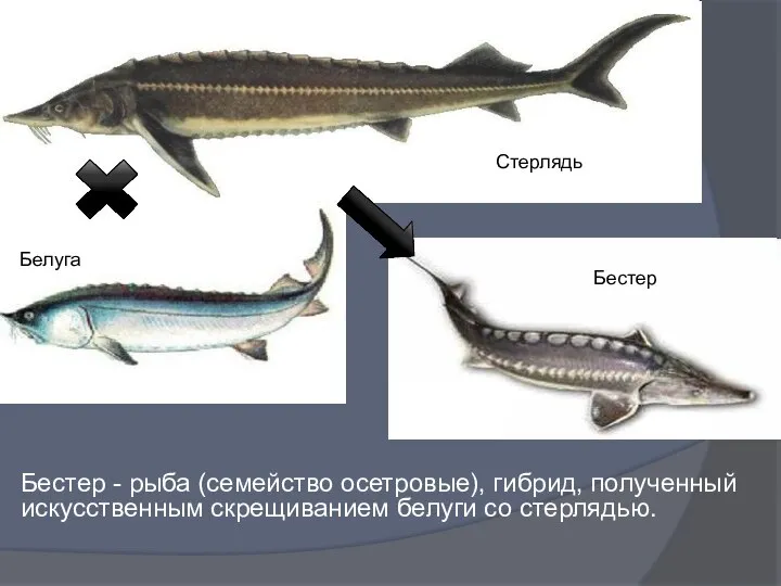 Бестер - рыба (семейство осетровые), гибрид, полученный искусственным скрещиванием белуги со стерлядью. Стерлядь Бестер Белуга