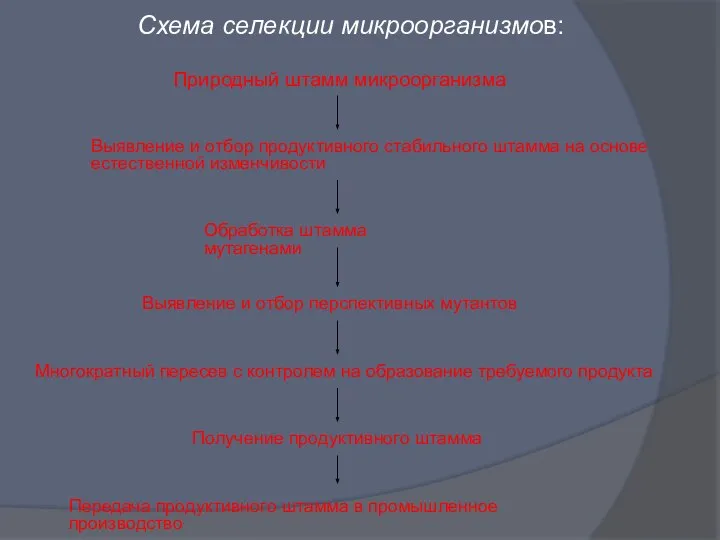 Схема селекции микроорганизмов: Природный штамм микроорганизма Выявление и отбор продуктивного стабильного