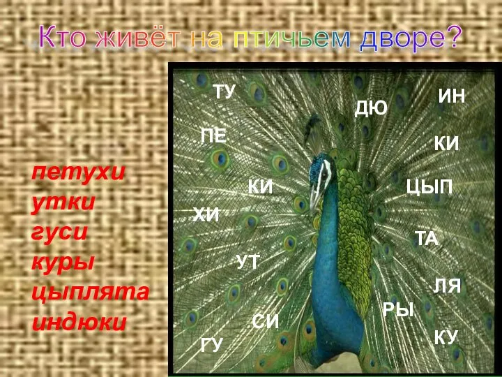 Кто живёт на птичьем дворе? ДЮ ПЕ ХИ КИ ТУ СИ