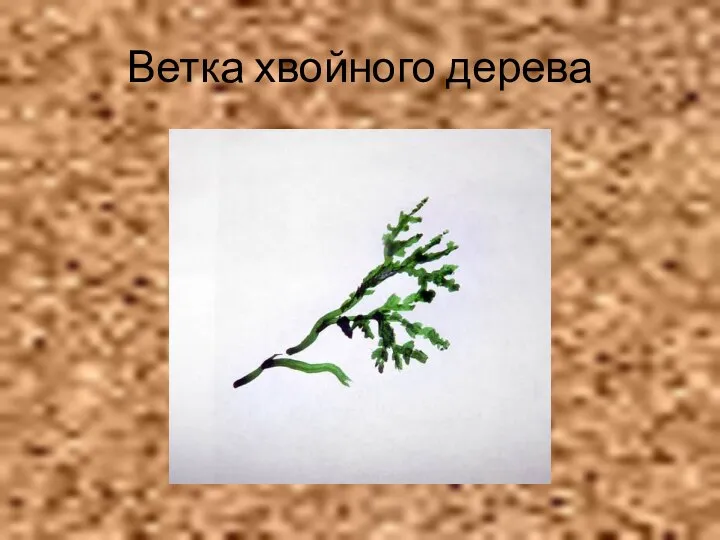 Ветка хвойного дерева