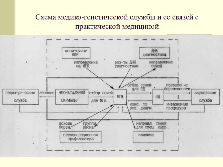 Схема медико-генетической службы и ее связей с практической медициной