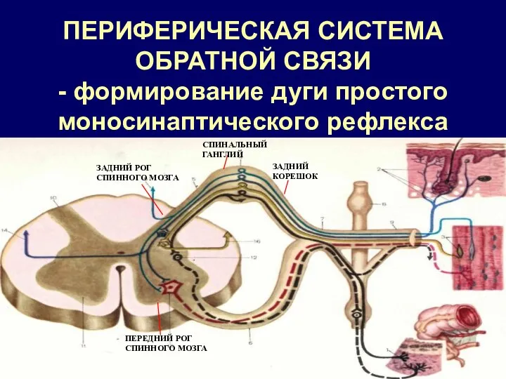 ПЕРИФЕРИЧЕСКАЯ СИСТЕМА ОБРАТНОЙ СВЯЗИ - формирование дуги простого моносинаптического рефлекса СПИНАЛЬНЫЙ