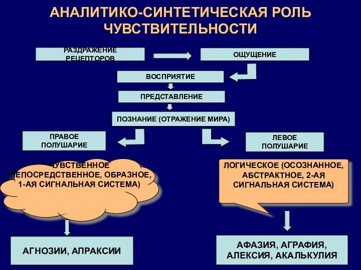 АНАЛИТИКО-СИНТЕТИЧЕСКАЯ РОЛЬ ЧУВСТВИТЕЛЬНОСТИ ОЩУЩЕНИЕ ВОСПРИЯТИЕ РАЗДРАЖЕНИЕ РЕЦЕПТОРОВ ПРЕДСТАВЛЕНИЕ ПОЗНАНИЕ (ОТРАЖЕНИЕ МИРА)