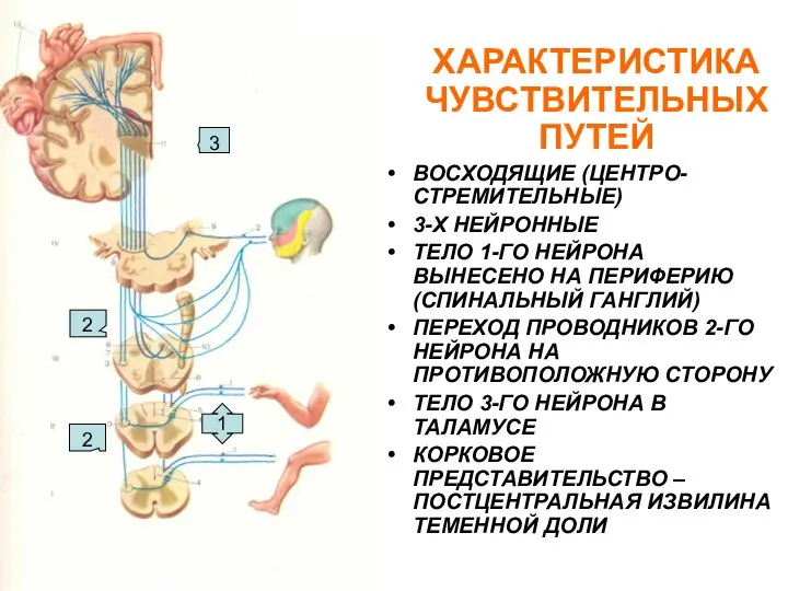 ХАРАКТЕРИСТИКА ЧУВСТВИТЕЛЬНЫХ ПУТЕЙ ВОСХОДЯЩИЕ (ЦЕНТРО-СТРЕМИТЕЛЬНЫЕ) 3-Х НЕЙРОННЫЕ ТЕЛО 1-ГО НЕЙРОНА ВЫНЕСЕНО