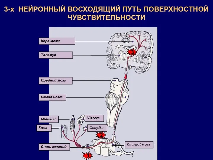 3-х НЕЙРОННЫЙ ВОСХОДЯЩИЙ ПУТЬ ПОВЕРХНОСТНОЙ ЧУВСТВИТЕЛЬНОСТИ 3 2 1