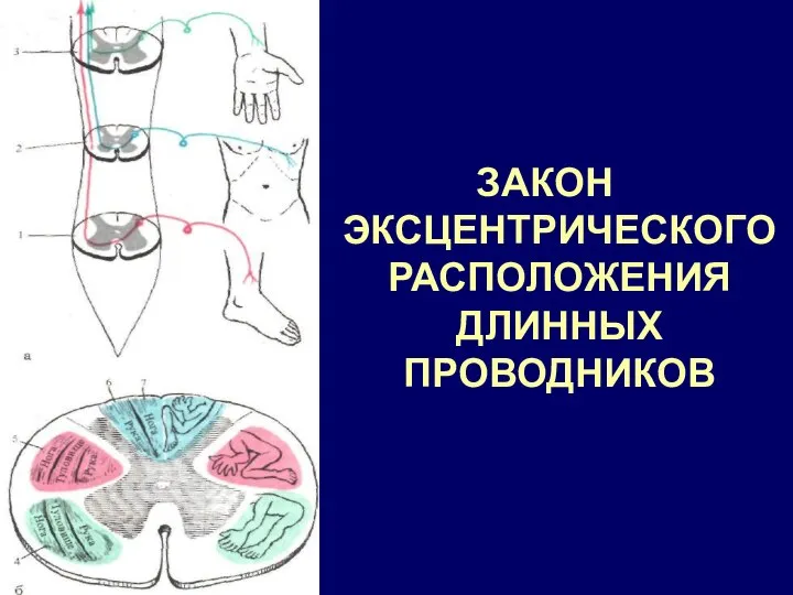 ЗАКОН ЭКСЦЕНТРИЧЕСКОГО РАСПОЛОЖЕНИЯ ДЛИННЫХ ПРОВОДНИКОВ