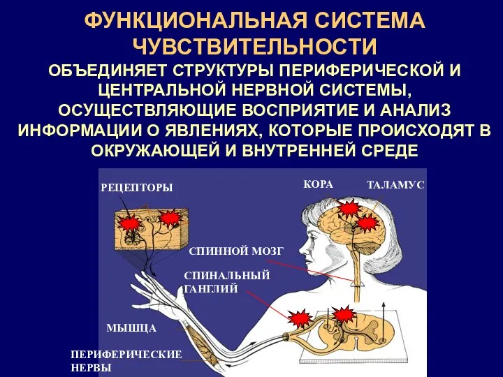 ФУНКЦИОНАЛЬНАЯ СИСТЕМА ЧУВСТВИТЕЛЬНОСТИ ОБЪЕДИНЯЕТ СТРУКТУРЫ ПЕРИФЕРИЧЕСКОЙ И ЦЕНТРАЛЬНОЙ НЕРВНОЙ СИСТЕМЫ, ОСУЩЕСТВЛЯЮЩИЕ