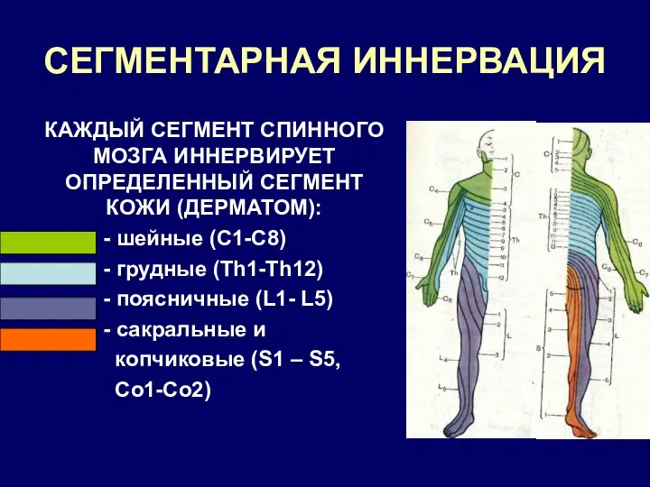 СЕГМЕНТАРНАЯ ИННЕРВАЦИЯ КАЖДЫЙ СЕГМЕНТ СПИННОГО МОЗГА ИННЕРВИРУЕТ ОПРЕДЕЛЕННЫЙ СЕГМЕНТ КОЖИ (ДЕРМАТОМ):