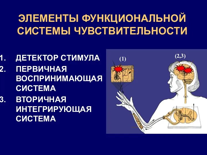 ЭЛЕМЕНТЫ ФУНКЦИОНАЛЬНОЙ СИСТЕМЫ ЧУВСТВИТЕЛЬНОСТИ ДЕТЕКТОР СТИМУЛА ПЕРВИЧНАЯ ВОСПРИНИМАЮЩАЯ СИСТЕМА ВТОРИЧНАЯ ИНТЕГРИРУЮЩАЯ СИСТЕМА (1) (2,3)