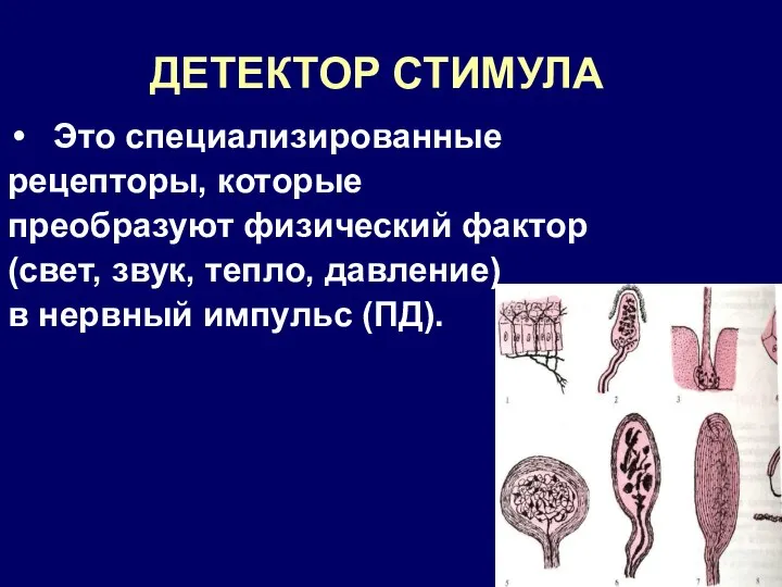 ДЕТЕКТОР СТИМУЛА Это специализированные рецепторы, которые преобразуют физический фактор (свет, звук,