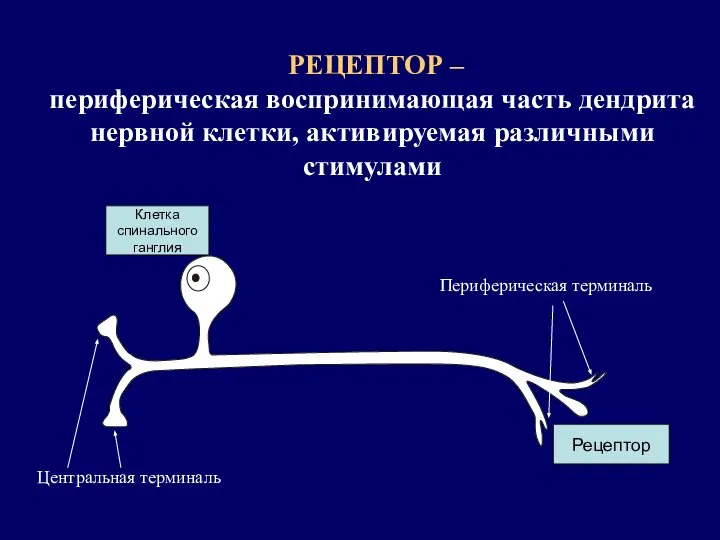 РЕЦЕПТОР – периферическая воспринимающая часть дендрита нервной клетки, активируемая различными стимулами