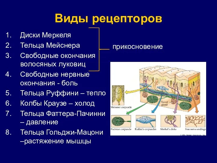 Виды рецепторов Диски Меркеля Тельца Мейснера Свободные окончания волосяных луковиц Свободные