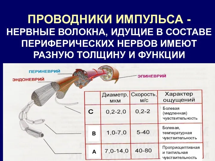 ПРОВОДНИКИ ИМПУЛЬСА - НЕРВНЫЕ ВОЛОКНА, ИДУЩИЕ В СОСТАВЕ ПЕРИФЕРИЧЕСКИХ НЕРВОВ ИМЕЮТ