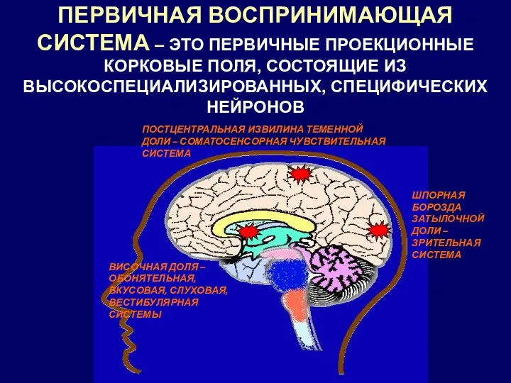 ПЕРВИЧНАЯ ВОСПРИНИМАЮЩАЯ СИСТЕМА – ЭТО ПЕРВИЧНЫЕ ПРОЕКЦИОННЫЕ КОРКОВЫЕ ПОЛЯ, СОСТОЯЩИЕ ИЗ