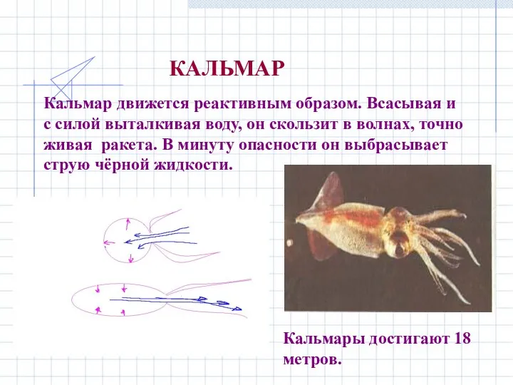 КАЛЬМАР Кальмар движется реактивным образом. Всасывая и с силой выталкивая воду,