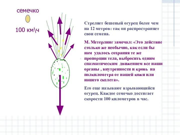 Бешеный огурец «Дамский пистолет» Стреляет бешеный огурец более чем на 12