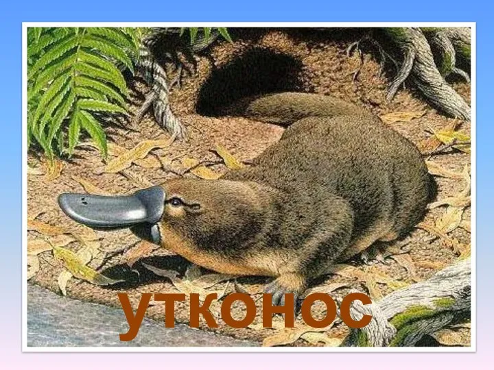 утконос