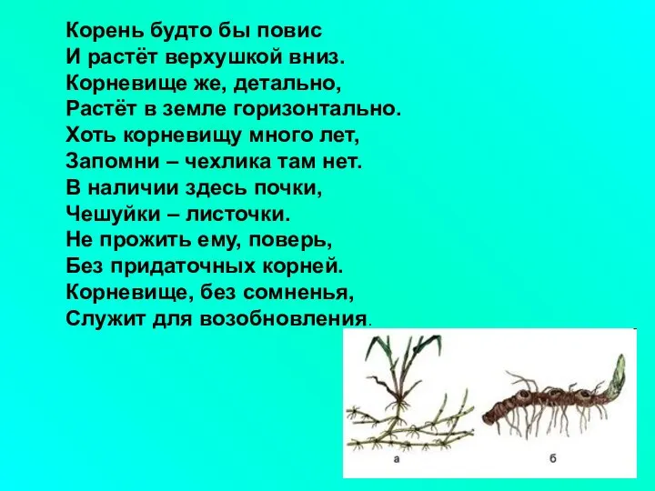 Корень будто бы повис И растёт верхушкой вниз. Корневище же, детально,