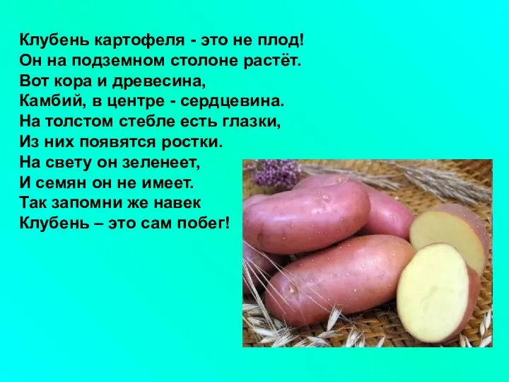 Клубень картофеля - это не плод! Он на подземном столоне растёт.