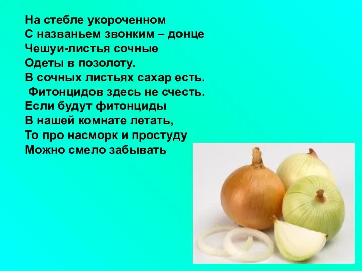 На стебле укороченном С названьем звонким – донце Чешуи-листья сочные Одеты