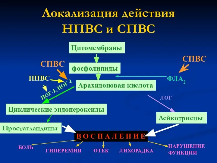 Локализация действия НПВС и СПВС Цитомембраны фосфолипиды СПВС ФЛА2 Лейкотриены Циклические