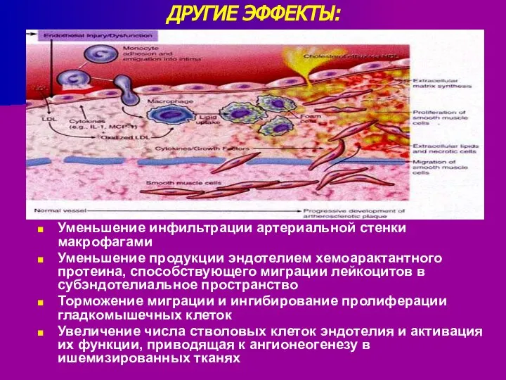 ДРУГИЕ ЭФФЕКТЫ: Уменьшение инфильтрации артериальной стенки макрофагами Уменьшение продукции эндотелием хемоарактантного