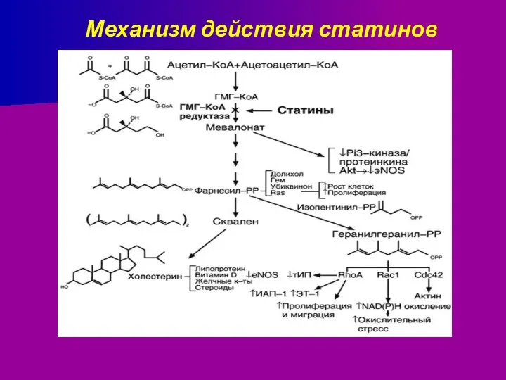 Механизм действия статинов