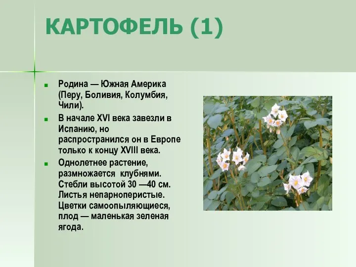 КАРТОФЕЛЬ (1) Родина — Южная Америка (Перу, Боливия, Колумбия, Чили). В