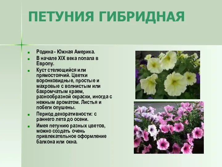 ПЕТУНИЯ ГИБРИДНАЯ Родина - Южная Америка. В начале XIX века попала