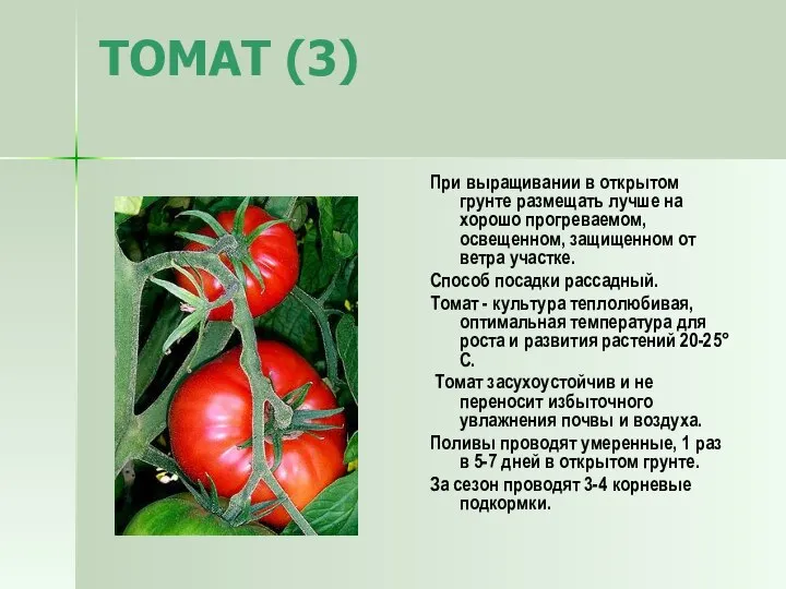 ТОМАТ (3) При выращивании в открытом грунте размещать лучше на хорошо