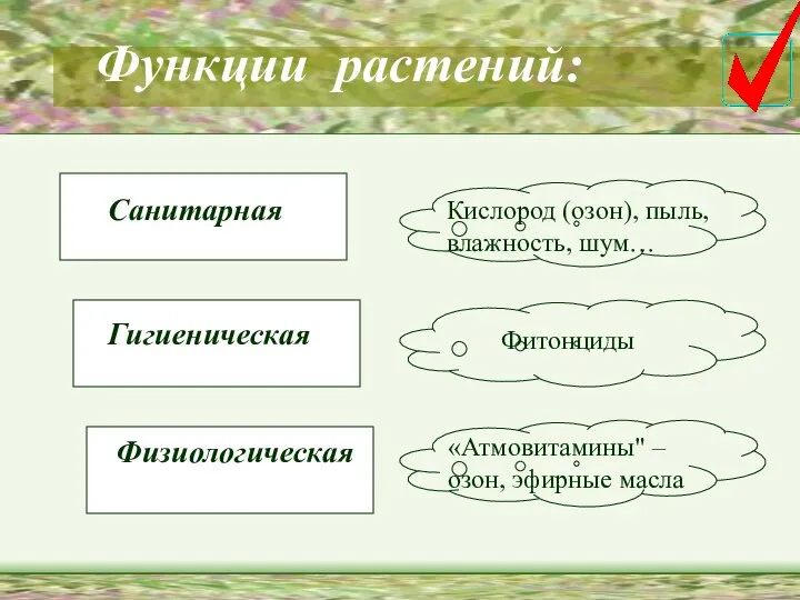 Функции растений: Санитарная Гигиеническая Физиологическая Кислород (озон), пыль, влажность, шум… Фитонциды «Атмовитамины" –озон, эфирные масла