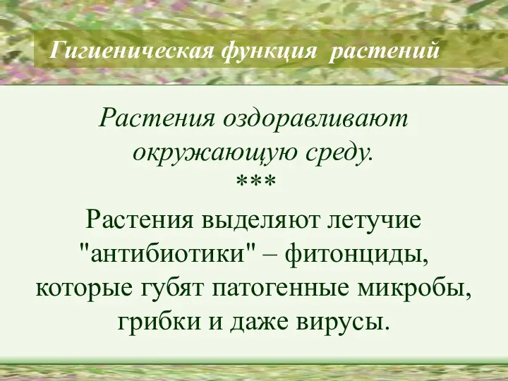 Гигиеническая функция растений Растения оздоравливают окружающую среду. *** Растения выделяют летучие