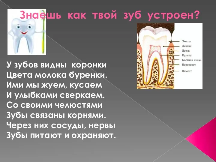 У зубов видны коронки Цвета молока буренки. Ими мы жуем, кусаем