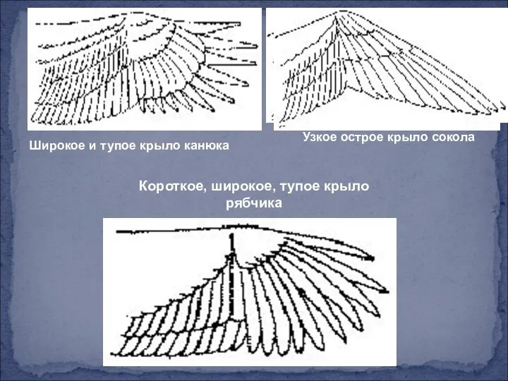 Широкое и тупое крыло канюка Узкое острое крыло сокола Короткое, широкое, тупое крыло рябчика