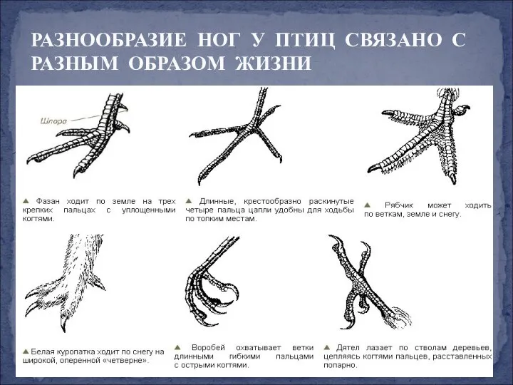 РАЗНООБРАЗИЕ НОГ У ПТИЦ СВЯЗАНО С РАЗНЫМ ОБРАЗОМ ЖИЗНИ