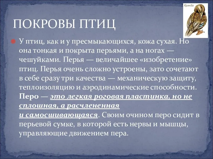 У птиц, как и у пресмыкающихся, кожа сухая. Но она тонкая