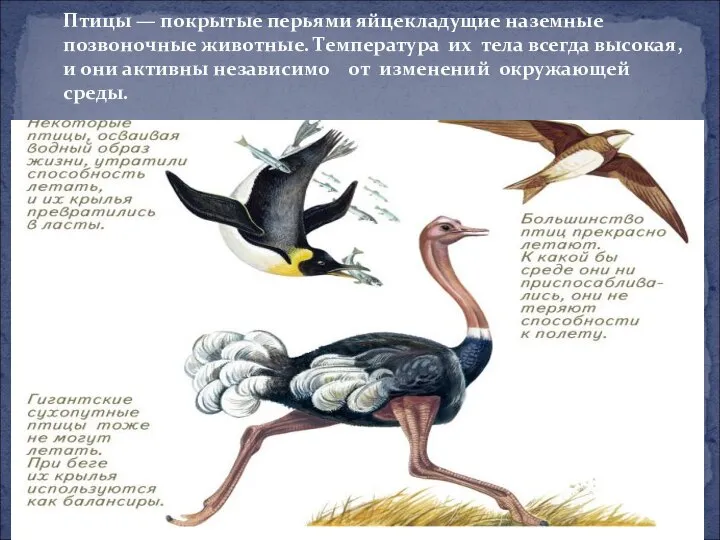 Птицы — покрытые перьями яйцекладущие наземные позвоночные животные. Температура их тела