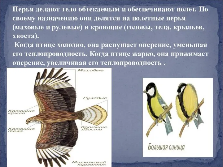 Перья делают тело обтекаемым и обеспечивают полет. По своему назначению они