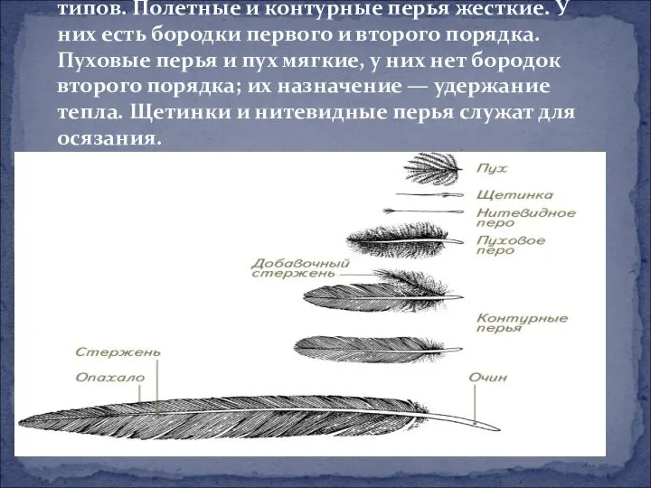 По строению перья подразделяются на несколько типов. Полетные и контурные перья