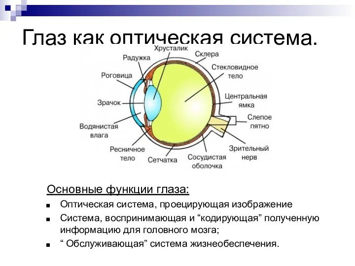 Глаз как оптическая система. Основные функции глаза: Оптическая система, проецирующая изображение