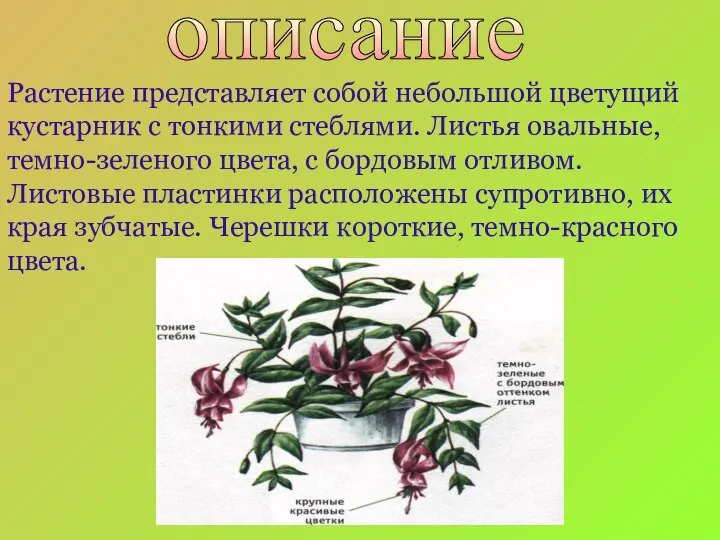 Растение представляет собой небольшой цветущий кустарник с тонкими стеблями. Листья овальные,