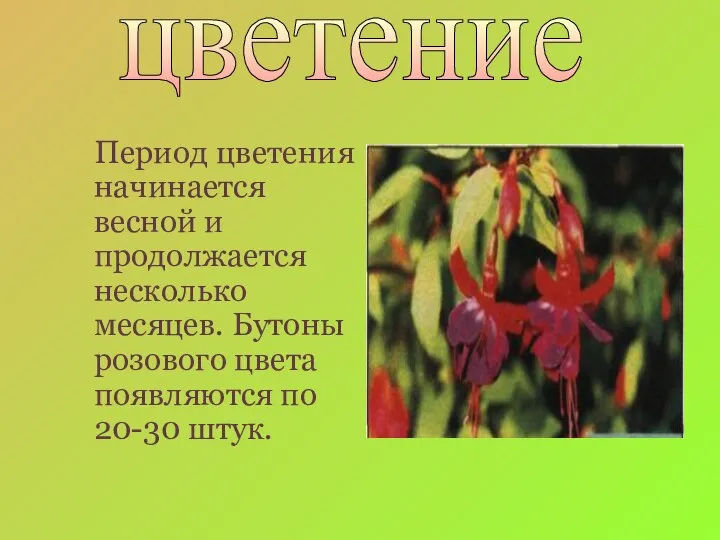 Период цветения начинается весной и продолжается несколько месяцев. Бутоны розового цвета появляются по 20-30 штук. цветение