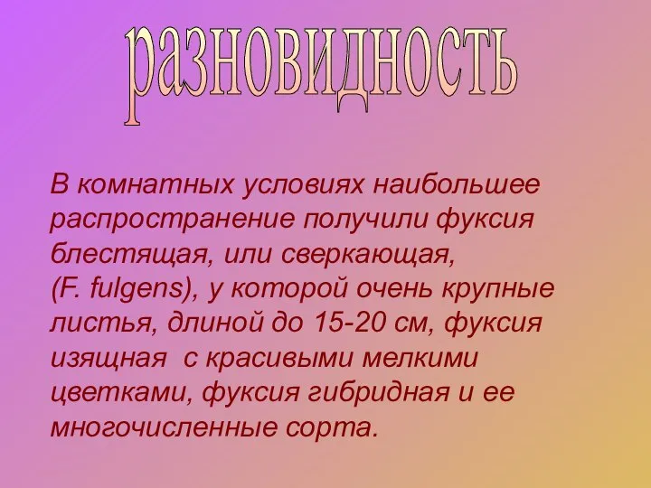 В комнатных условиях наибольшее распространение получили фуксия блестящая, или сверкающая, (F.