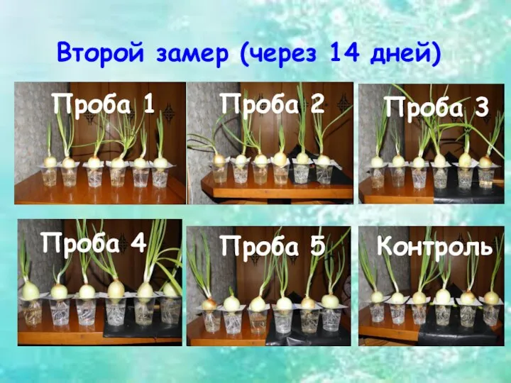 Второй замер (через 14 дней) Проба 1 Проба 2 Проба 3 Проба 4 Проба 5 Контроль